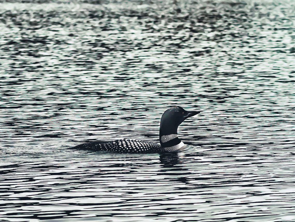 A loon drew near to the boat. 