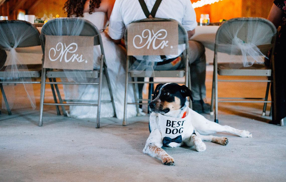 Baxter Jason Moore, the Best Dog at the wedding