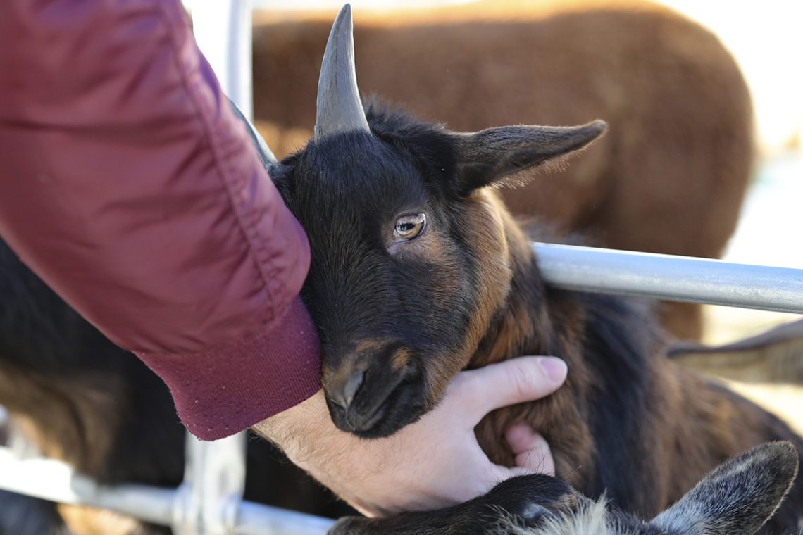 Petting Zoo goat