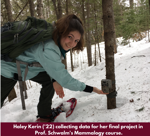 Haley Karin collecting data for Mammalogy Course
