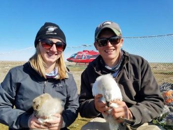 University of Maine at Farmington students Jessica Howe and Tom Dolman, both from Bethel, Conn., researching snow geese in Manitoba this summer.