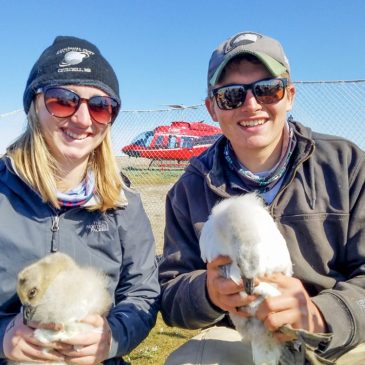 Jessica Howe ’20 and Tom Dolman ’21 with some of the snow geese they banded