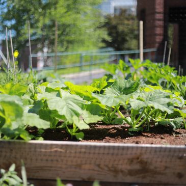 The UMF Community garden features student-designed raised beds growing a variety of vegetables and herbs