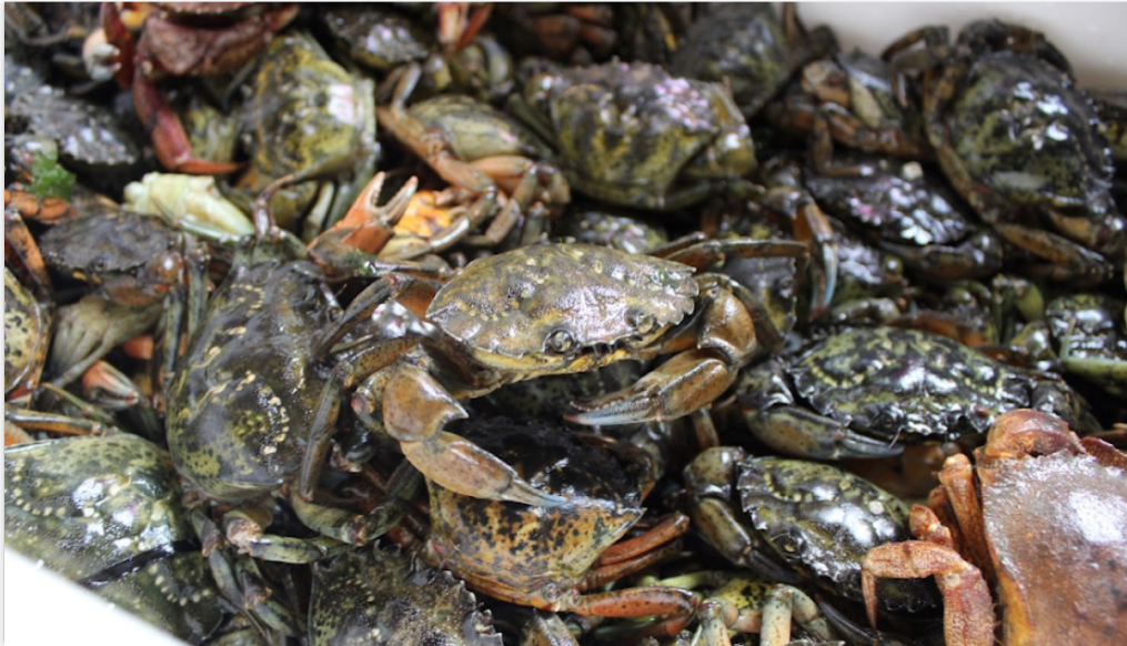 Invasive European green crabs