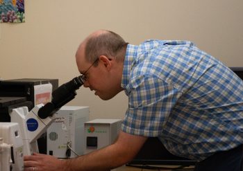 Professor Breton at work at a microscope