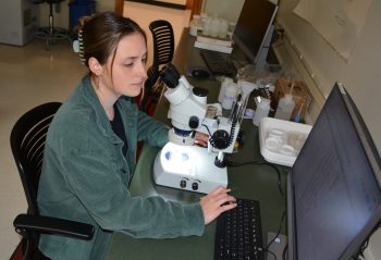 This academic year’s Wilson Fellow, Sadie Gray, working in the biology lab.